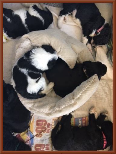 The Holstein Litter  at 4 Weeks